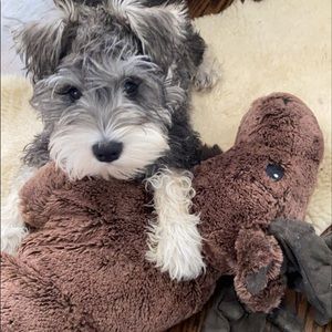 Meet your Posher, Ava